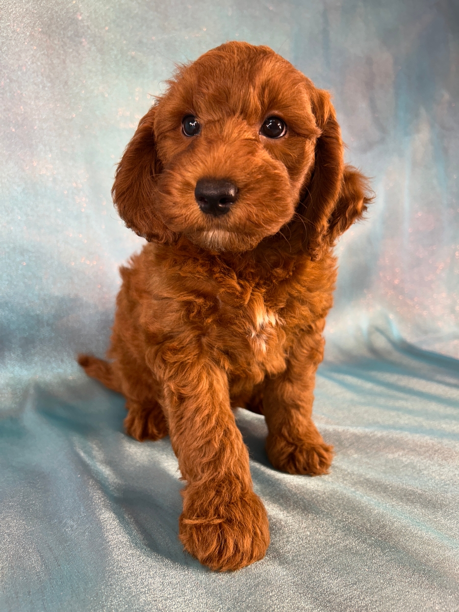 Male Miniature Golden Doodle for Sale DOB 7-3-2026 $1200